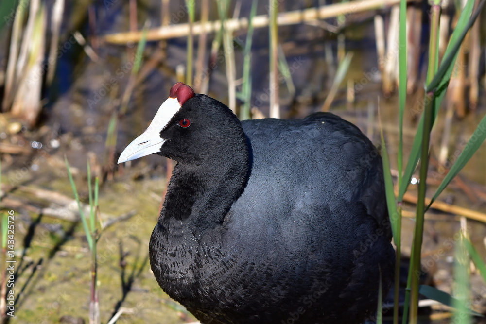 Fototapeta premium red knobbed coot,Albufera nature reservemMajorca
