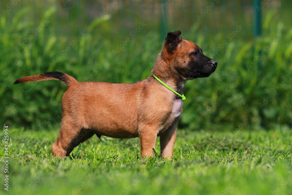 puppy belgian shepherd