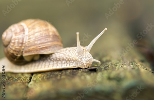 Portrait of a slow snail