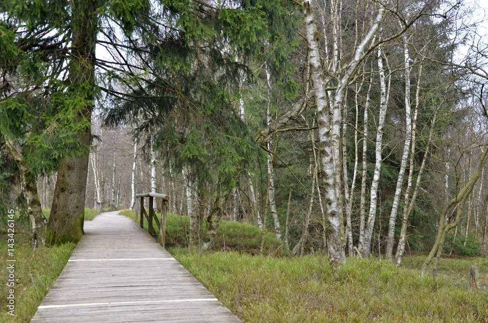 Fototapeta premium Das Rote Moor (Rhön)