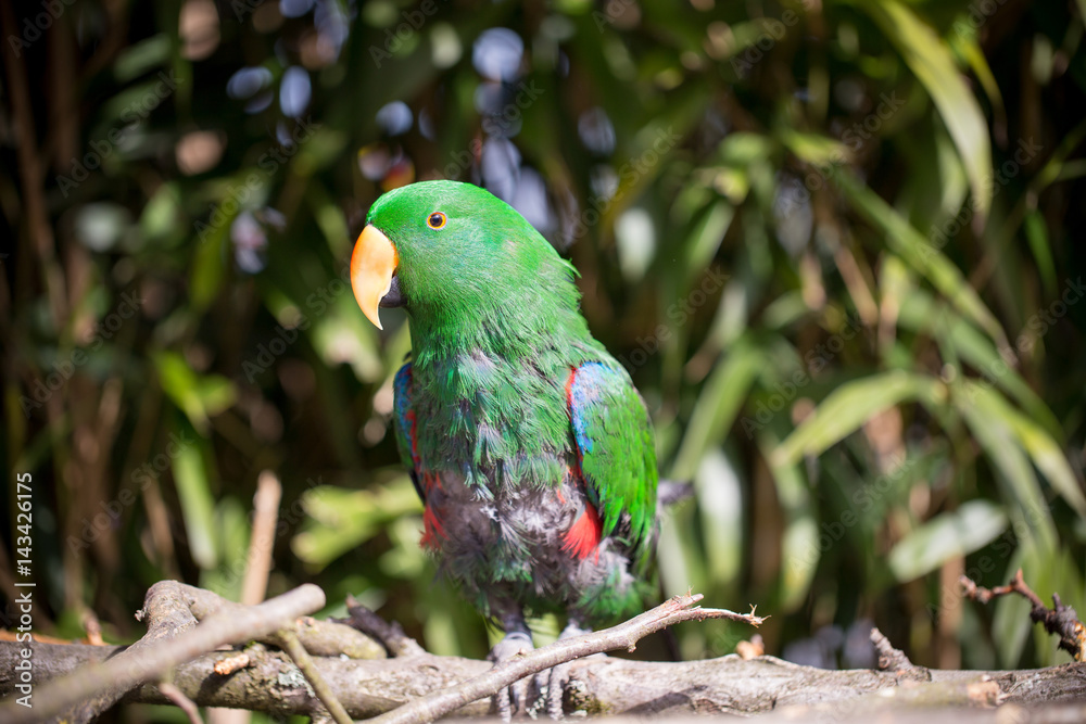 Obraz premium Parrot portrait of bird. Wildlife scene from tropic nature.