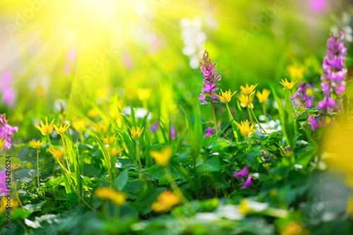 Fototapeta Naklejka Na Ścianę i Meble -  Spring wildflowers. Nature meadow field with wild flowers 