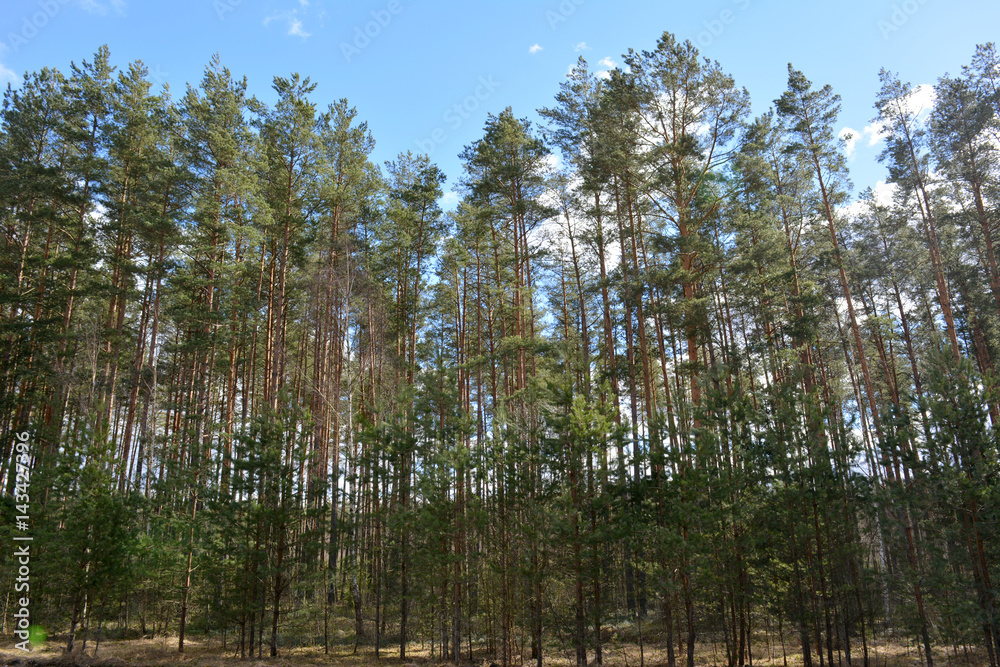 Beautiful spring coniferous forest against the blue sky, horizontal landscape, nature, wilderness 