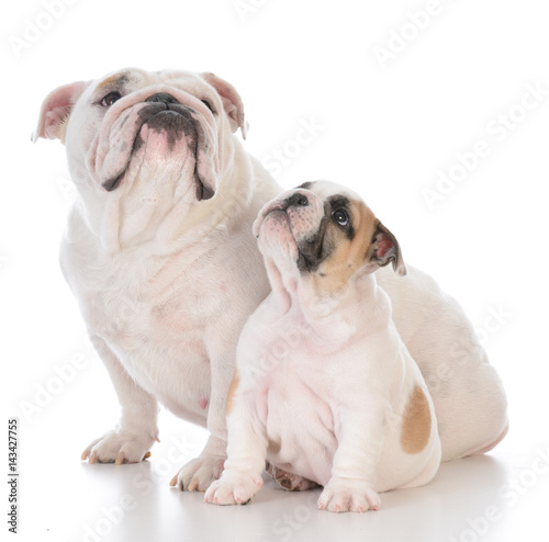 mother and son bulldog sitting on white background