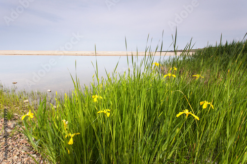 Wetland's plants and flowers by the shore