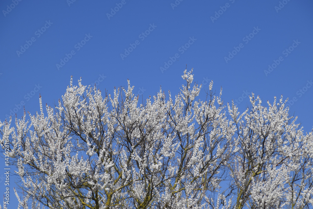 Spring flowering trees. Pollination of flowers of apricot. Bloom Spring flowering trees. Pollination of flowers of apricot. Bloom