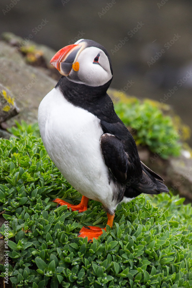 Naklejka premium puffin