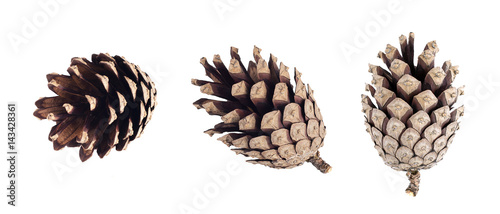 Set of pine cone isolated on white background
