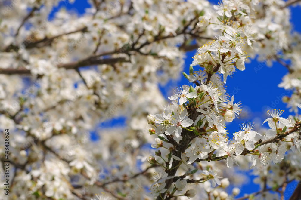 Pflaumenbaumbluete - plum blossom in spring Pflaumenbaumbluete - plum blossom in spring