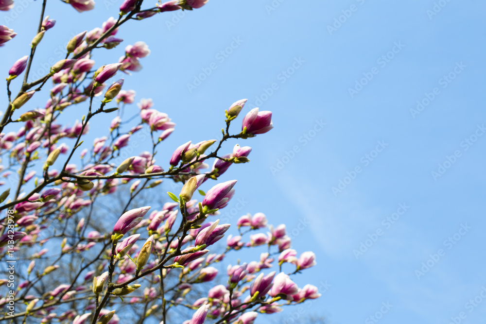 Magnolia. Magnolia FLOWERING beautiful flowers Magnolia. Magnolia FLOWERING beautiful flowers