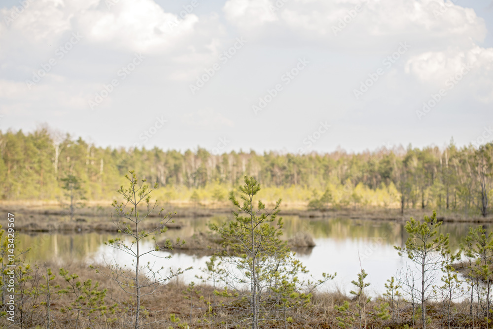 small fir trees, swamp in the forest, sunny and warm spring