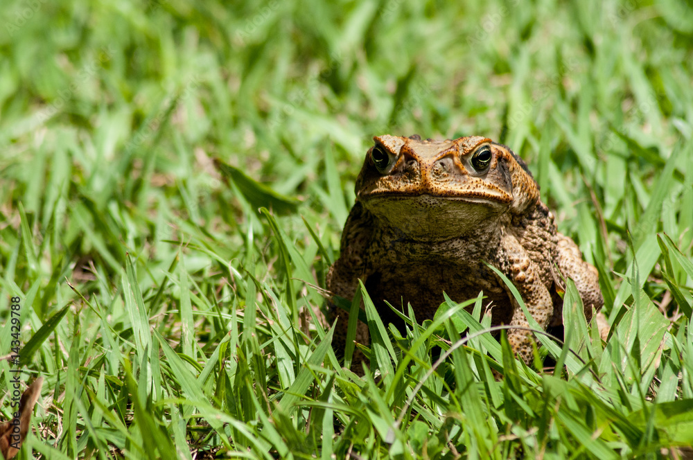 Fototapeta premium Frog