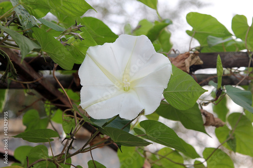 Fototapeta Naklejka Na Ścianę i Meble -  Moonflower (Ipomoea alba L.) blomming on vine, plants, Edible flower, garden.