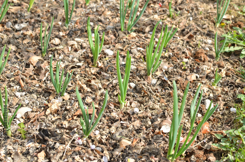 Rows of young onion in a vegetable garden in spring Rows of young onion in a vegetable garden in spring