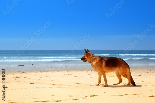 German shepherd sunbathes on the sunny beach of Atlantic ocean © Vira Pogromska