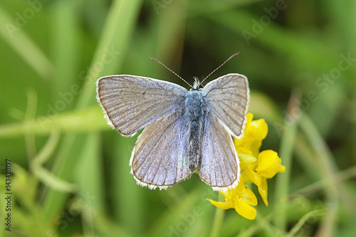 Grey blue butterfly on a stalk of grass blurred background close up.