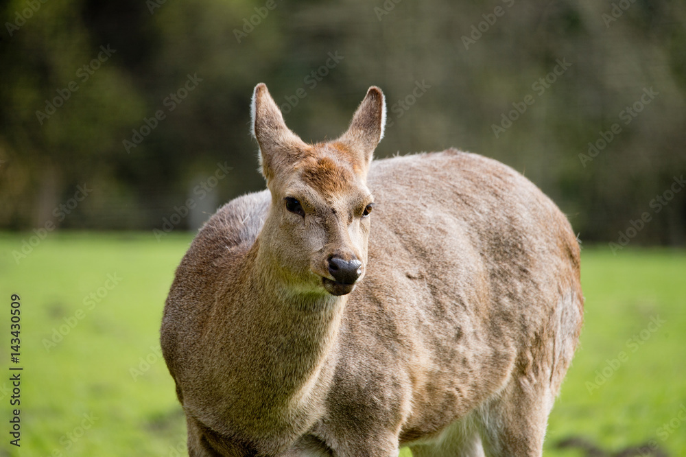 Sikawild - sika deer - cervus nippon Sikawild - sika deer - cervus nippon