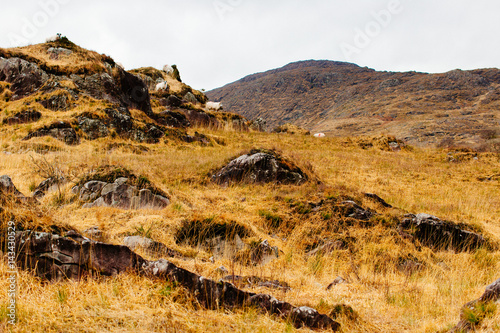 Sheep climb over mountain in coastal ireland photo