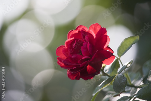 Red Rose