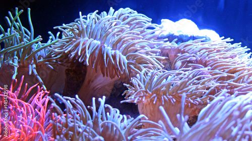 Glowing Natural Coral Reef