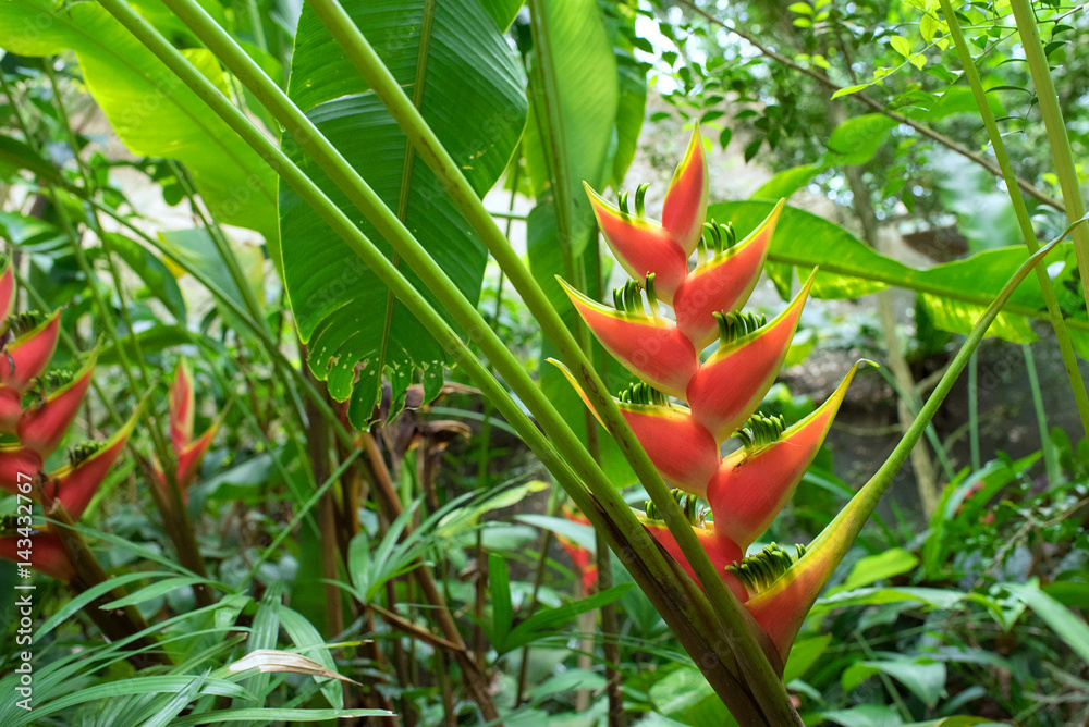 Naklejka premium Heliconia flower in forest, Singapore
