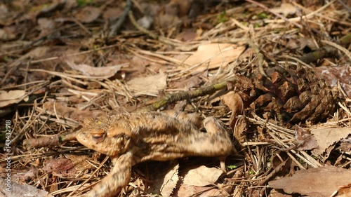 toad  photo