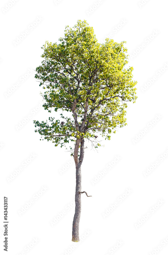 Isolated trees on white background , The collection of trees. Isolated trees on white background , The collection of trees.