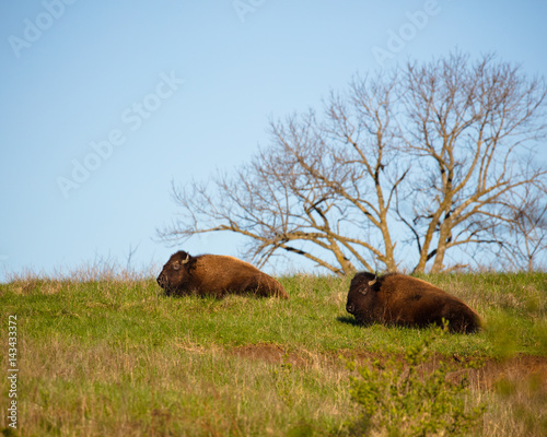 buffalo sitting on sunny spring day