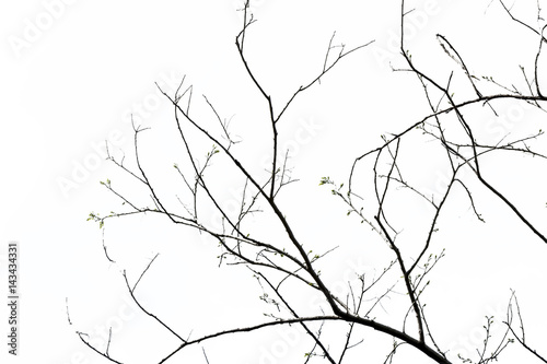 tree branch silhouette photography   isolated on white background