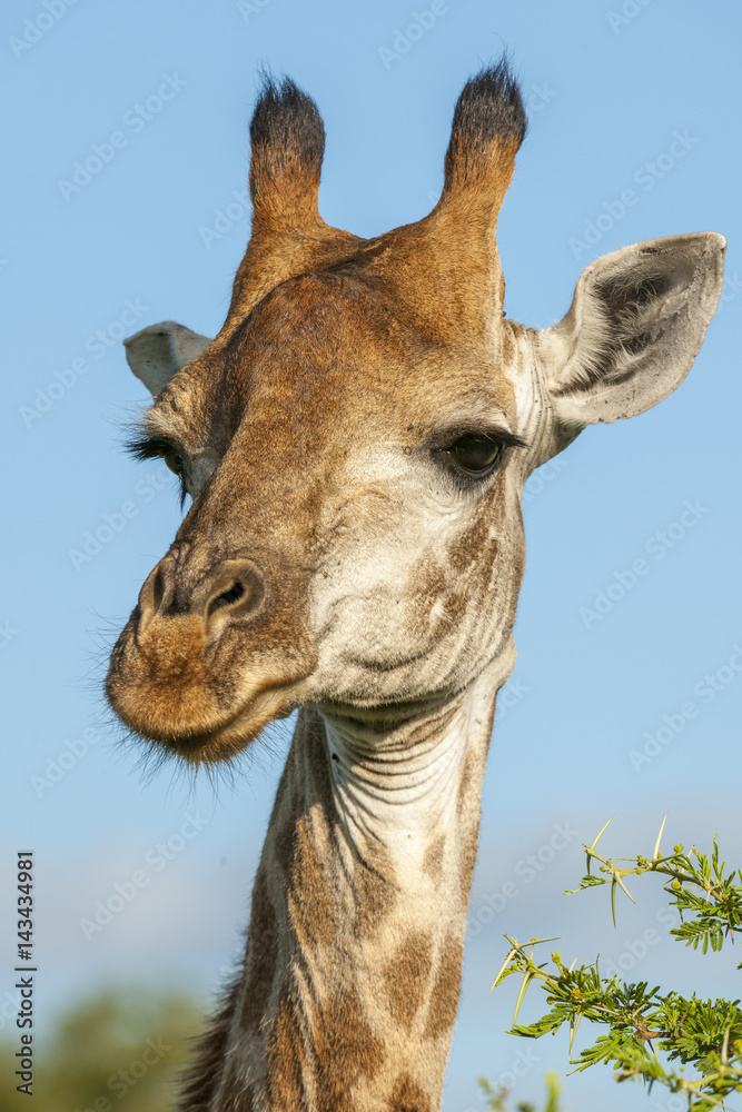 South African giraffe or Cape giraffe (Giraffa giraffa giraffa). KwaZulu Natal. South Africa