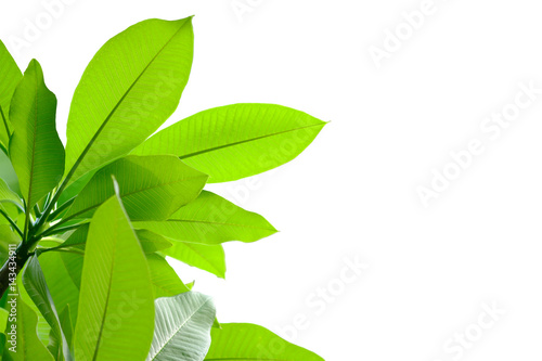 big green leaves on tree with clipping path and white copy space