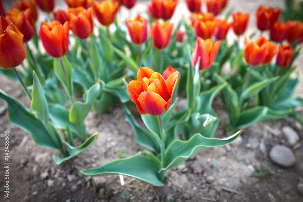 Fototapeta premium Tulipani rossi e arancioni in campo