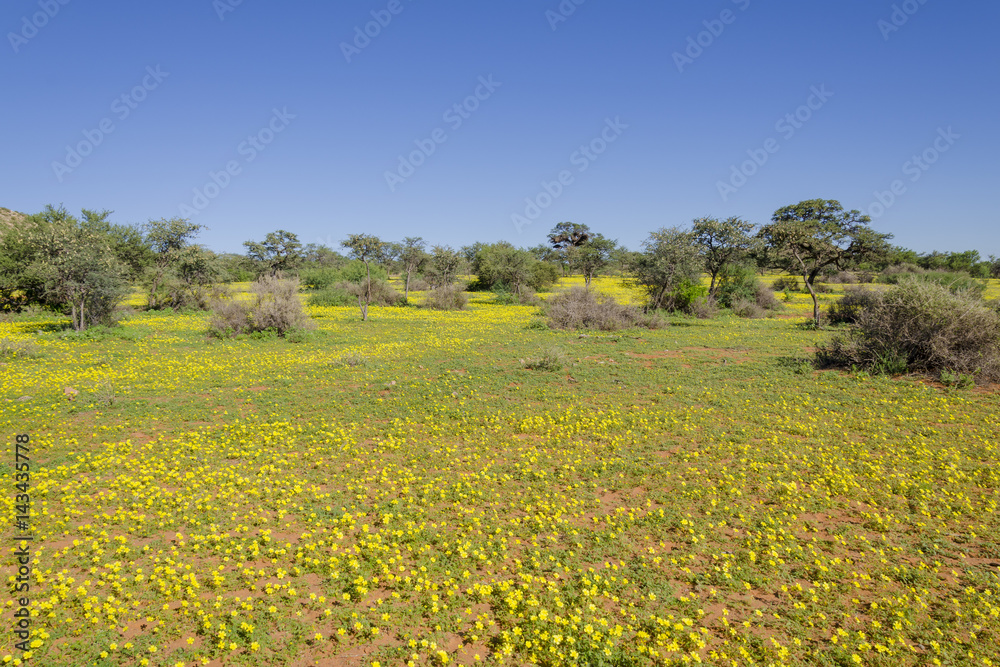 View of Kalahari Common Dubbeltjie, Devils Thorn, Drie-Doring Dubbeltjie or Dubbeltjie (Tribulus terrestris) flowers. Northern Cape. South Africa.