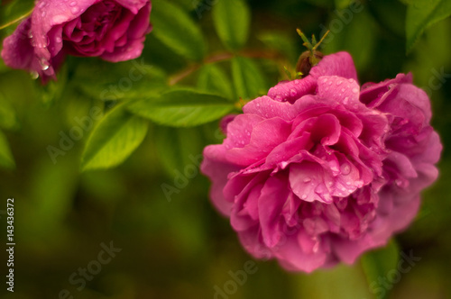 Pink roses with buds on a background of a green bush. © Viktoria