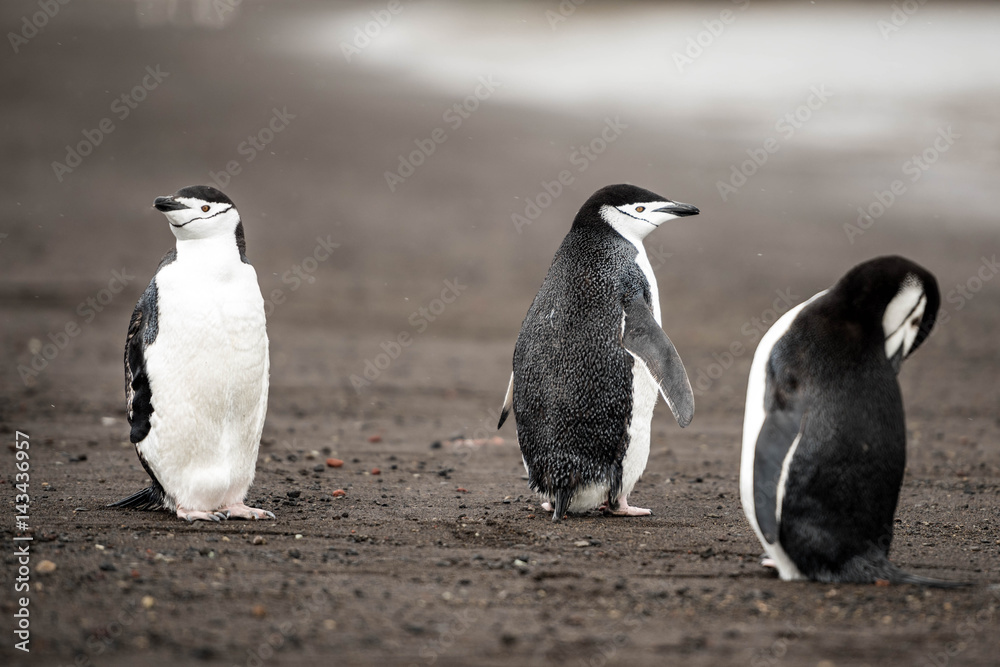 Fototapeta premium Pingwin Maskowy na Deception Island