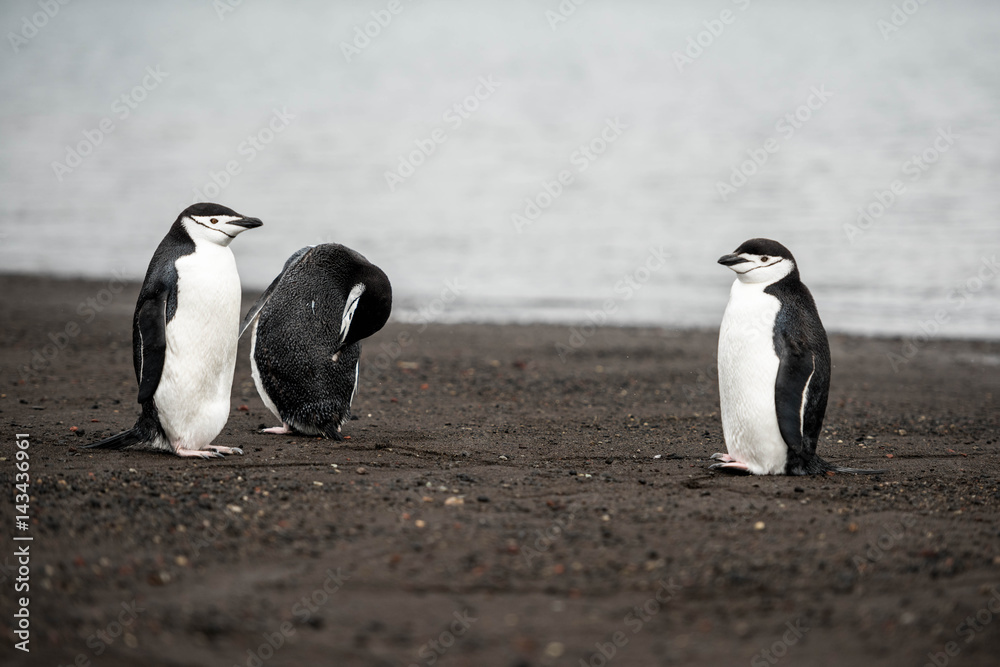 Fototapeta premium Pingwin Maskowy na Deception Island