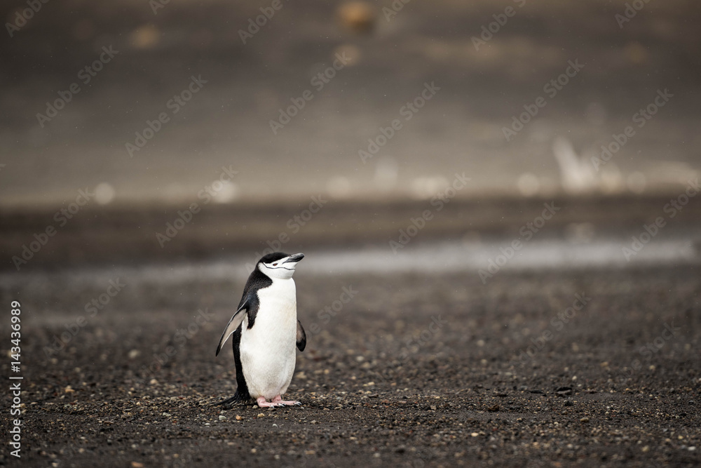 Fototapeta premium Pingwin Maskowy na Deception Island