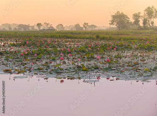 Beautiful lotus pond In the sunset