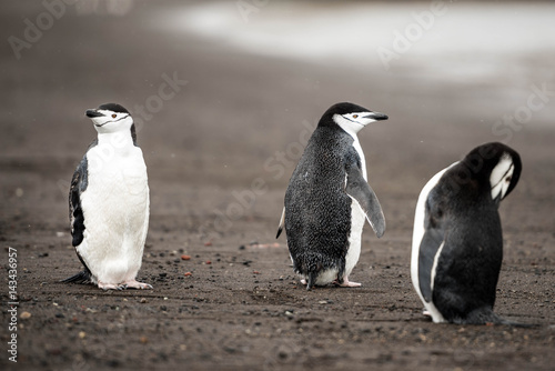 Pingwin Maskowy na Deception Island