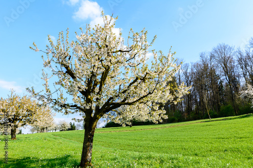 Baum mit weissen blüten