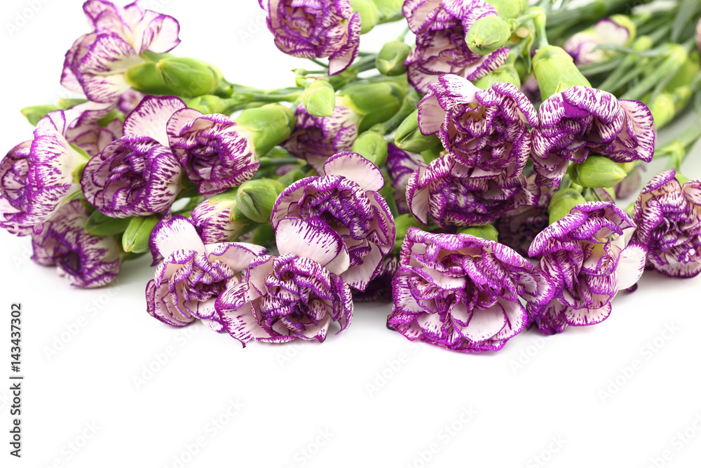 Purple Carnation flower on white background