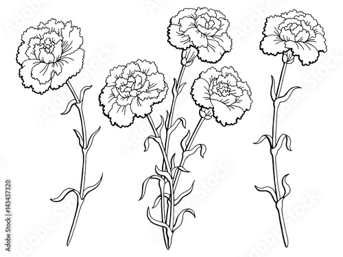 Carnation flower graphic black white isolated sketch illustration vector