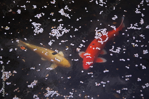 桜池の中で泳ぐカップル