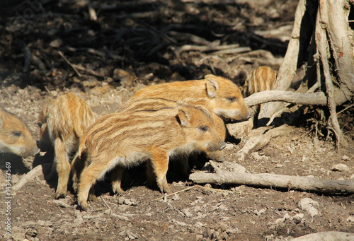group of cute young wild pigs  Sus scrofa  with stripes on its fur