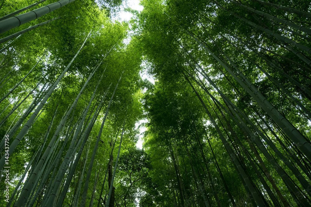 Bamboo Forest in Japan, Arashiyama, Kyoto Bamboo Forest in Japan, Arashiyama, Kyoto