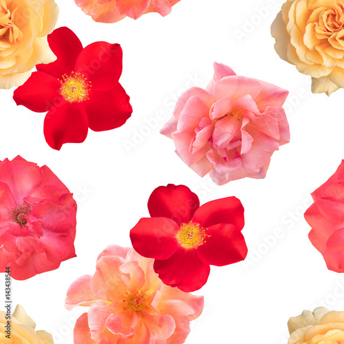 Seamless photo rose floral pattern on white