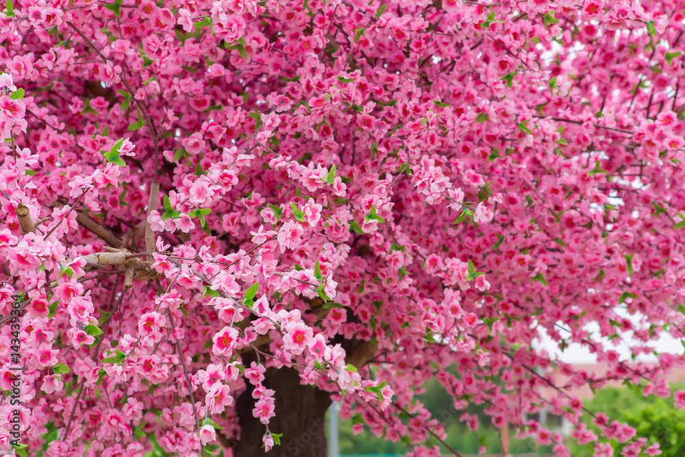 Cherry Blossom, Blossom, Cherry, Flower, Thailand