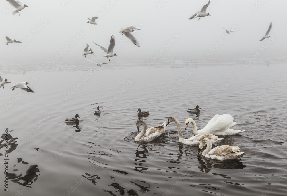 Misty morning - a swan, ducks and sea gulls