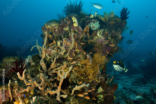 Coral reef scene Raja Ampat Indonesia