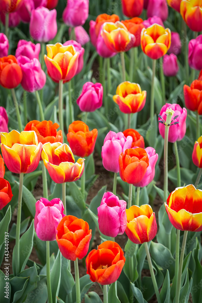 Campo di tulipani colorati